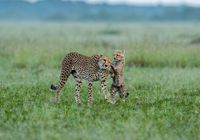 Leopard